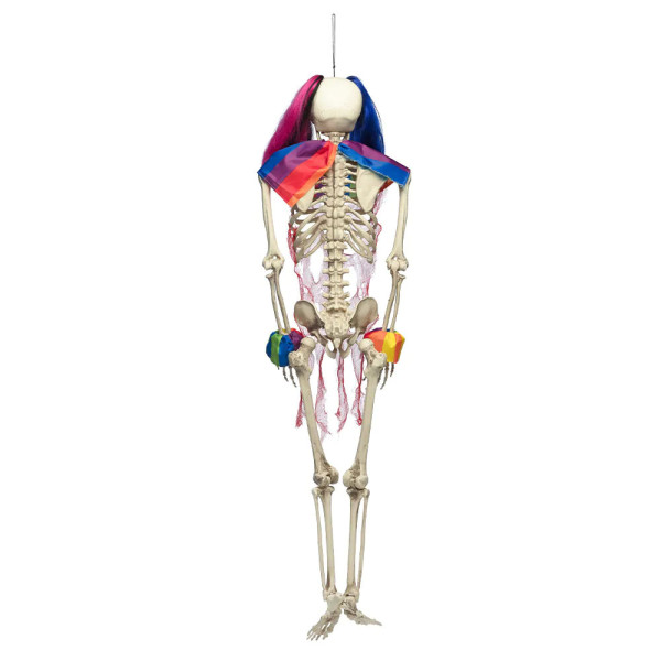 XXL Dekoracija "Circus skeleton" (160cm)